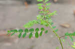 Muscarene Island leaf-flower